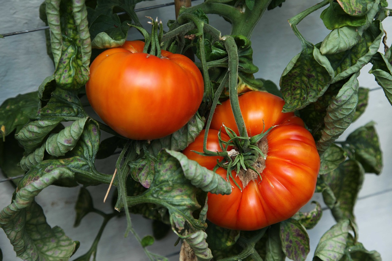 tomato-4943313_1280